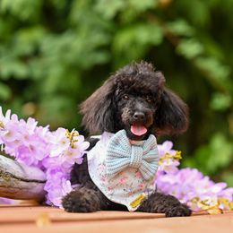 Cavapoo, Cockapoo, and Poodle Puppies from Heavenly Puppies to Love
