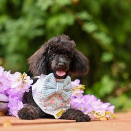 Cavapoo, Cockapoo, and Poodle Puppies from Heavenly Puppies to Love