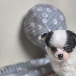 Rudy - Black and white male Chihuahua puppy in Plainfield, Indiana from Abby's Pampered Pooches