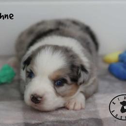 Daphne - Blue merle female Miniature Australian Shepherd puppy in Garden Plain, Kansas from Krazy K Aussies