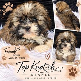 Pumpkin - Grizzle female Lhasa Apso puppy in Middleburgh, New York from Top Knotch