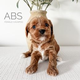 Bernedoodle and Cavapoo Puppies from Cariad Doodles