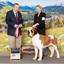 Immy - Saint Bernard