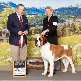 Immy - Saint Bernard