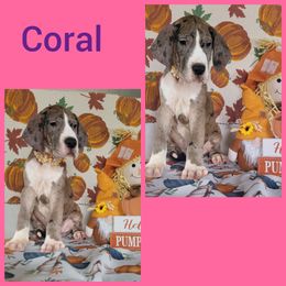 Girl 6 - Great Dane puppy in Gonzales, Louisiana from Anstatt House Of Danes