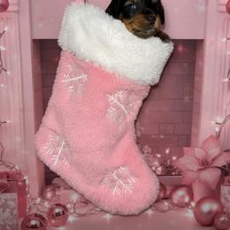 Ella - Black and tan female Dachshund puppy in Brazil, Indiana from King Duke Dachshunds