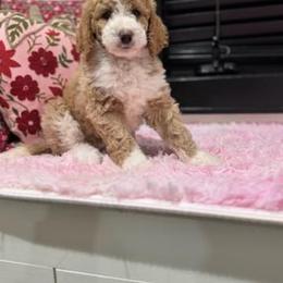 Stella - Bernedoodle
