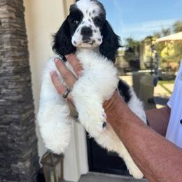 Cocker Spaniel puppies from CuttinBlue Farms