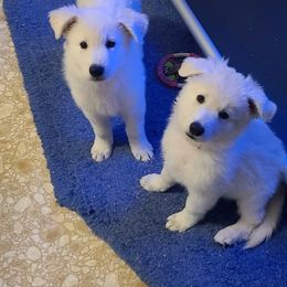 Berger Blanc Suisse Puppies from Absolute Dream White Swiss Shepherds