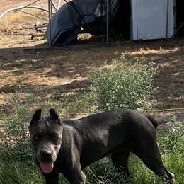 Girl 1 - Gray Cane Corso puppy in Granbury, Texas from Revolutions Kennel