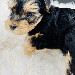 Boy 1 - Yorkshire Terrier puppy in San Jacinto, California from MILK & HONEY 3:13 DREAM YORKIES LLC