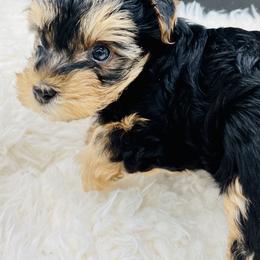 Boy 1 - Yorkshire Terrier puppy in San Jacinto, California from MILK & HONEY 3:13 DREAM YORKIES LLC