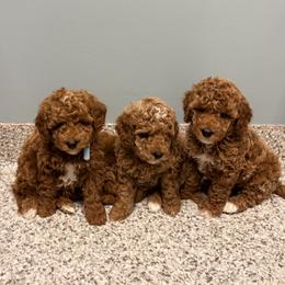 Black collar boy - Red  male Goldendoodle puppy in Bristol, Tennessee from 4goldendoodles