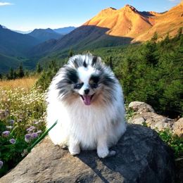 Chanel - Pomeranian