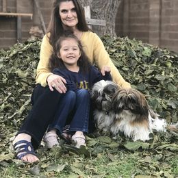 Shih Tzu Puppies from Willow Lane Shih Tzus