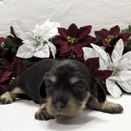 Girl 1 - Black and cream female Dachshund puppy in Mt. Sterling, Illinois from Doxie Do's