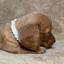 AKC Girl 1 - Cream female Dachshund puppy in Yuma, Arizona from M's puppy love