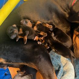Basil - Black and rust female Doberman Pinscher puppy in Buffalo, New York from NY Dobermans