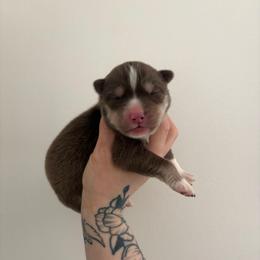 White - Red and white female Siberian Husky puppy in Jonesborough, Tennessee from Dry Creek Siberians