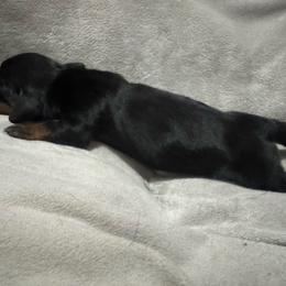 Girl 2 - Black and tan female Dachshund puppy in Afton, Oklahoma from C5 Doodles