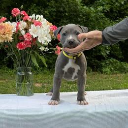 Mimosa - Blue female American Bully puppy in Virginia from Terminal Velocity Kennels LLC
