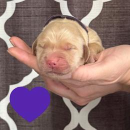Purple - Faith - Golden female Golden Retriever puppy in Cadillac, Michigan from K & M Golden Retrievers