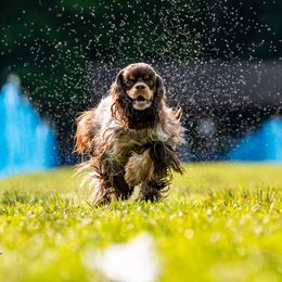 Cocker Spaniel Puppies from Opalina Cocker Spaniels