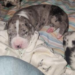 Merle Mantle Male - Merle male Great Dane puppy in Gig Harbor, Washington from Lakaya Danes