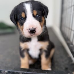 Pink girl - Black, white and red female Greater Swiss Mountain Dog puppy in Woodland, Washington from Woodland Swissie’s