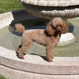 Vanna - Poodle