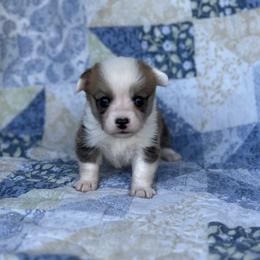 Rory - White and red female Pembroke Welsh Corgi puppy in Hope, Arkansas from Foxy Knoll Farm