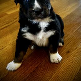 Mufasa - Black tri-color male Australian Shepherd puppy in Blythewood, South Carolina from One Tribe Aussies