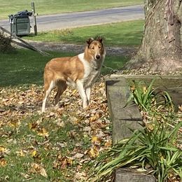 Azawakh, Collie, and Standard Schnauzer All Grown Up from Kokomo Kennels