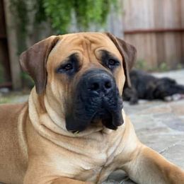 Boerboels from Jotunheim Boerboels
