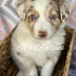 Australian Shepherd Puppies from Jo’s Aussies