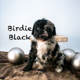 Birdie Black Boy - Merle male Goldendoodle puppy in Lafayette, Alabama from Sweethaven Kennels