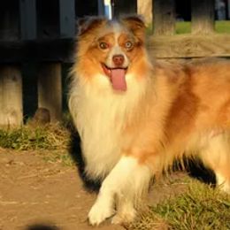 American Corgis, Dalmatians, Miniature American Shepherds, Pembroke Welsh Corgis, and Toy Australian Shepherds from The Wildfire Kennel