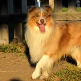American Corgis, Dalmatians, Miniature American Shepherds, Pembroke Welsh Corgis, and Toy Australian Shepherds from The Wildfire Kennel
