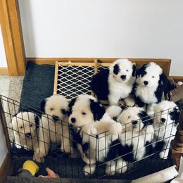 Old English Sheepdog Puppies from Bumblebears Old English Sheepdogs