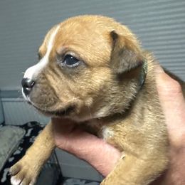 Trixie - Red and white female Staffordshire Bull Terrier puppy in Port Saint Lucie, Florida from Southern Staffies