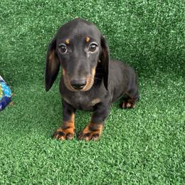 Charlie - Black and tan male Dachshund puppy in Hawley, Texas from Foxy’s Dachshunds & Toy Aussies