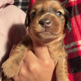 Dachshund Puppies from Doxie Gang