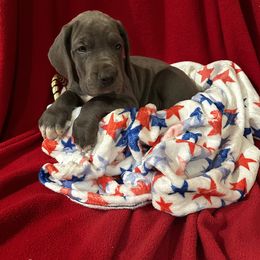 Purple Collared Blue Female - Gretchen - Blue and white female Great Dane puppy in Gainesville, Georgia from DeBruce Danes