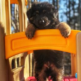 Blue - Black and red male German Shepherd puppy in Pickens, South Carolina from Von Maqqedah Haus German Shepherds