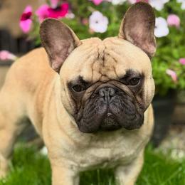 French Bulldog puppies from BZB Griffs