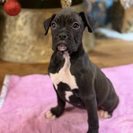 Female 2 - Brindle female Boxer puppy in Prestonsburg, Kentucky from Bre’s Boxers