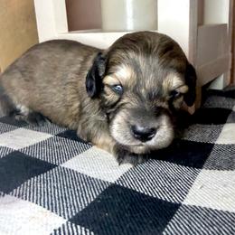 Orange collar male - Cream male Dachshund puppy in Wylie, Texas from Karas Royal Dachshunds
