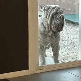 Neapolitan Mastiff Puppies from Red Rock Neapolitan Mastiffs