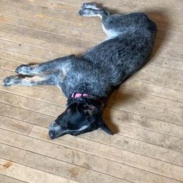 Australian Cattle Dog All Grown Up from Australian Cattle Cuties