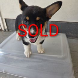 Cady - White and black female Pembroke Welsh Corgi puppy in Muskegon, Michigan from Zion's Michigan Acres